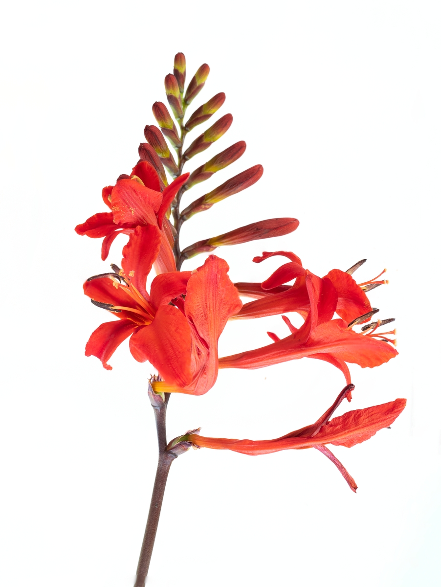 Crocosmia